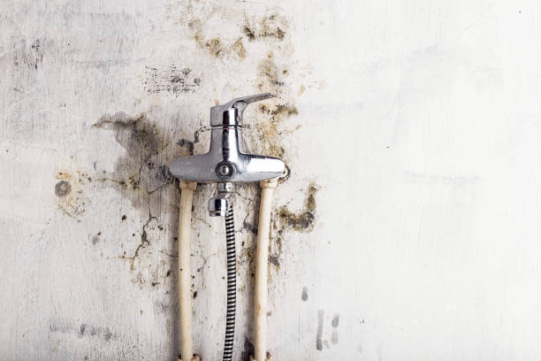 Best Commercial Mold Removal  in Assumption, IL
