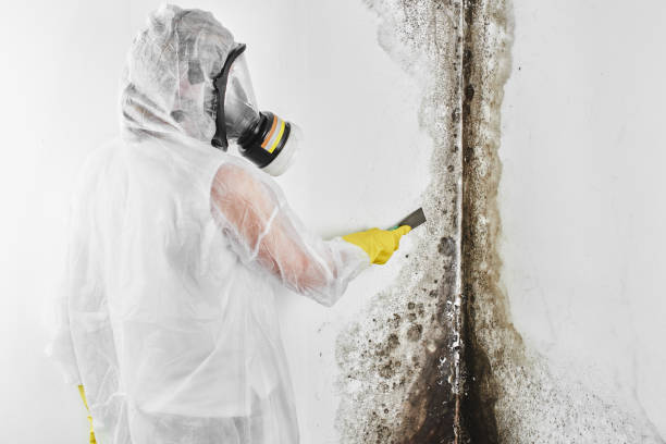 Best Mold Removal Process  in Assumption, IL