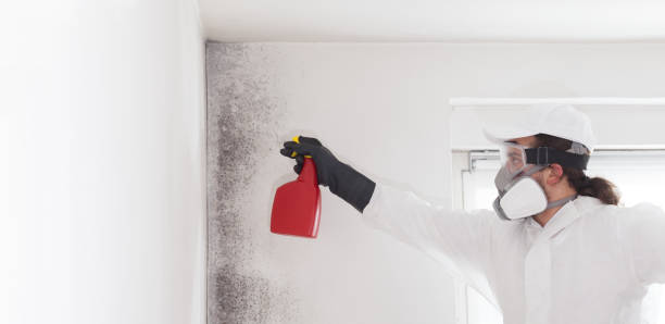 Attic Mold Removal in Assumption, IL