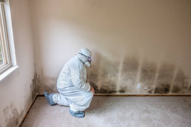 Mold Removal Process in Assumption, IL